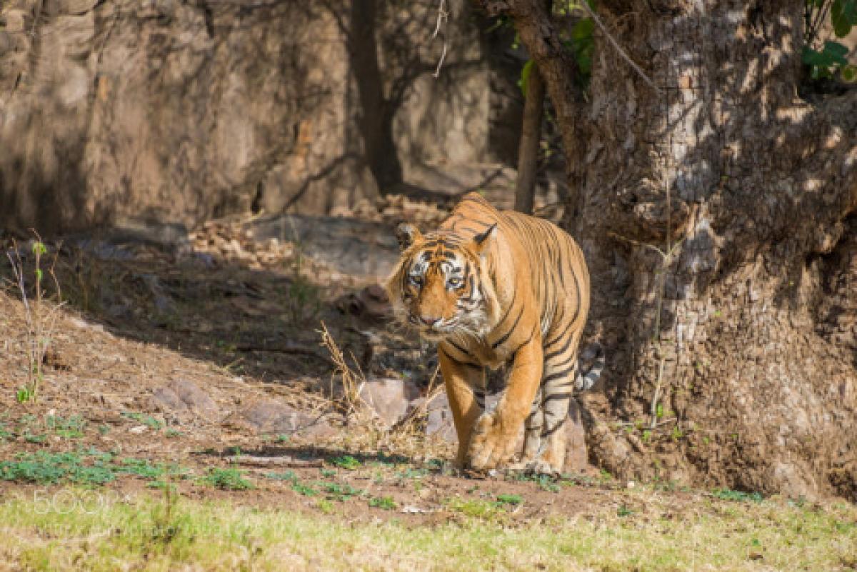 Cambodia scouts for tigers before relocating big cats from India