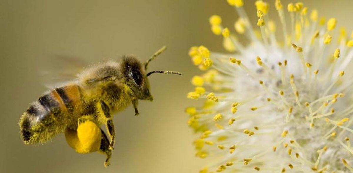 Allergies, not so common after all