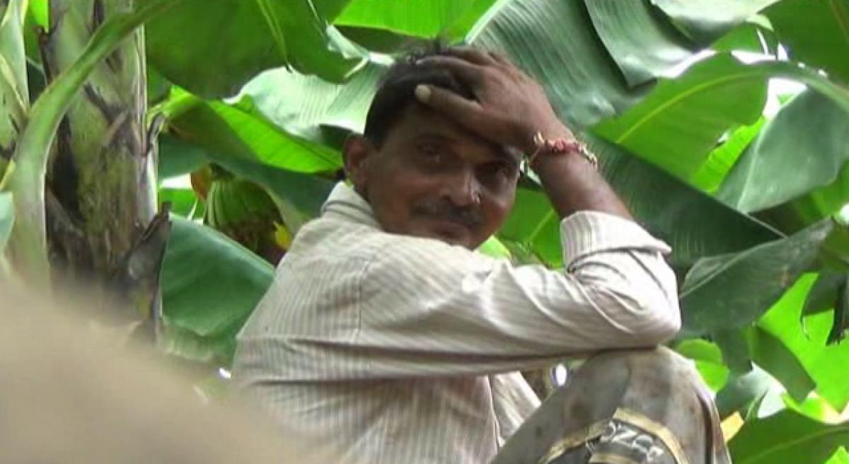 Banana farmers lose out due to fake saplings