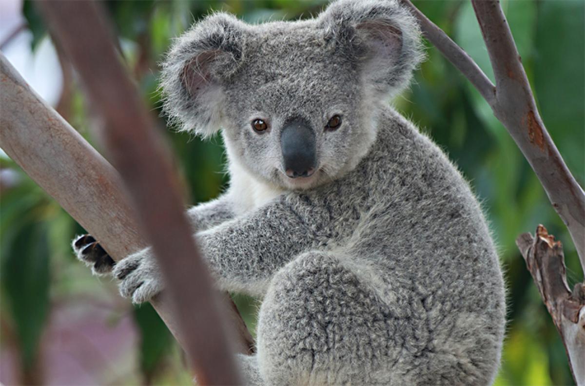 Koala and Human are same for some HR – Similarity trap