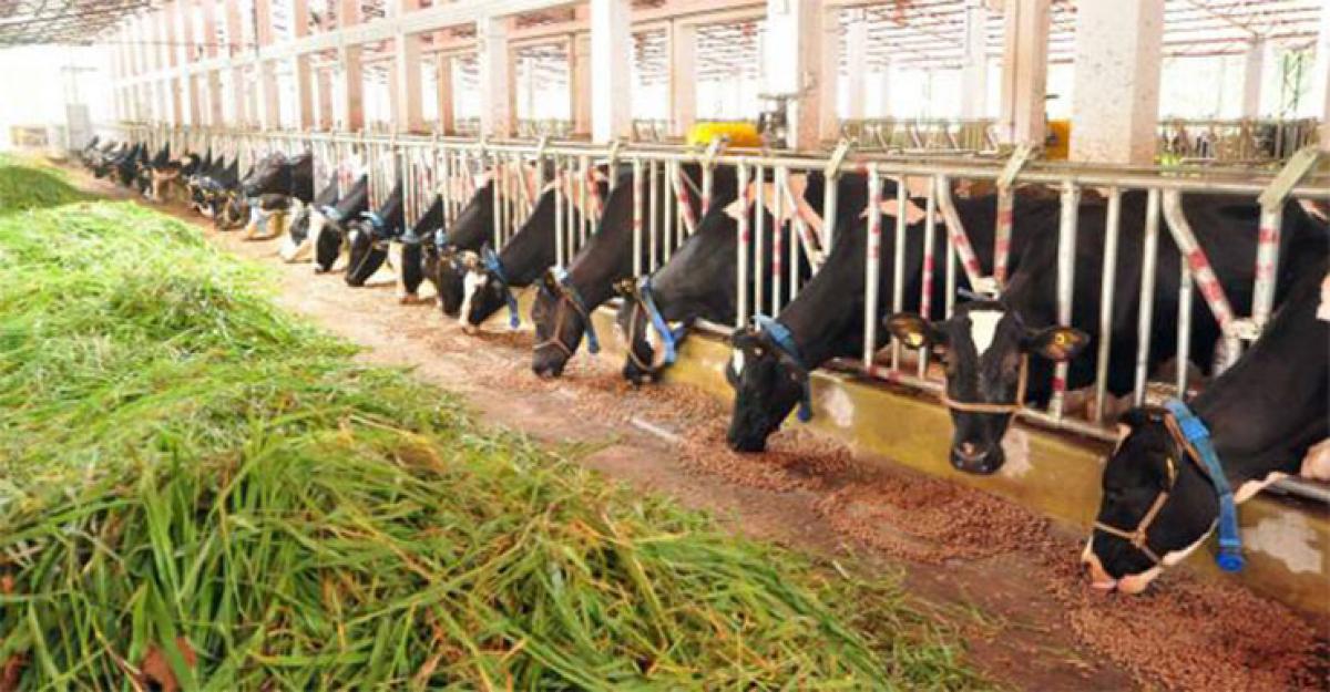 Dairy Show from Saturday