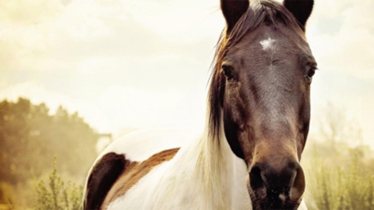 Horses can read human facial expressions: Scientists