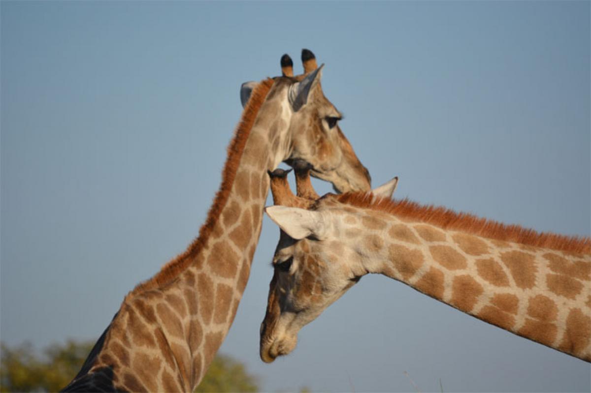 Break the rule and brief – Giraffe to corporate people