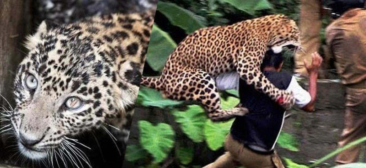 Two injured in leopard attack