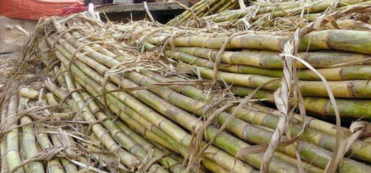 Sugarcane farmers stage protest