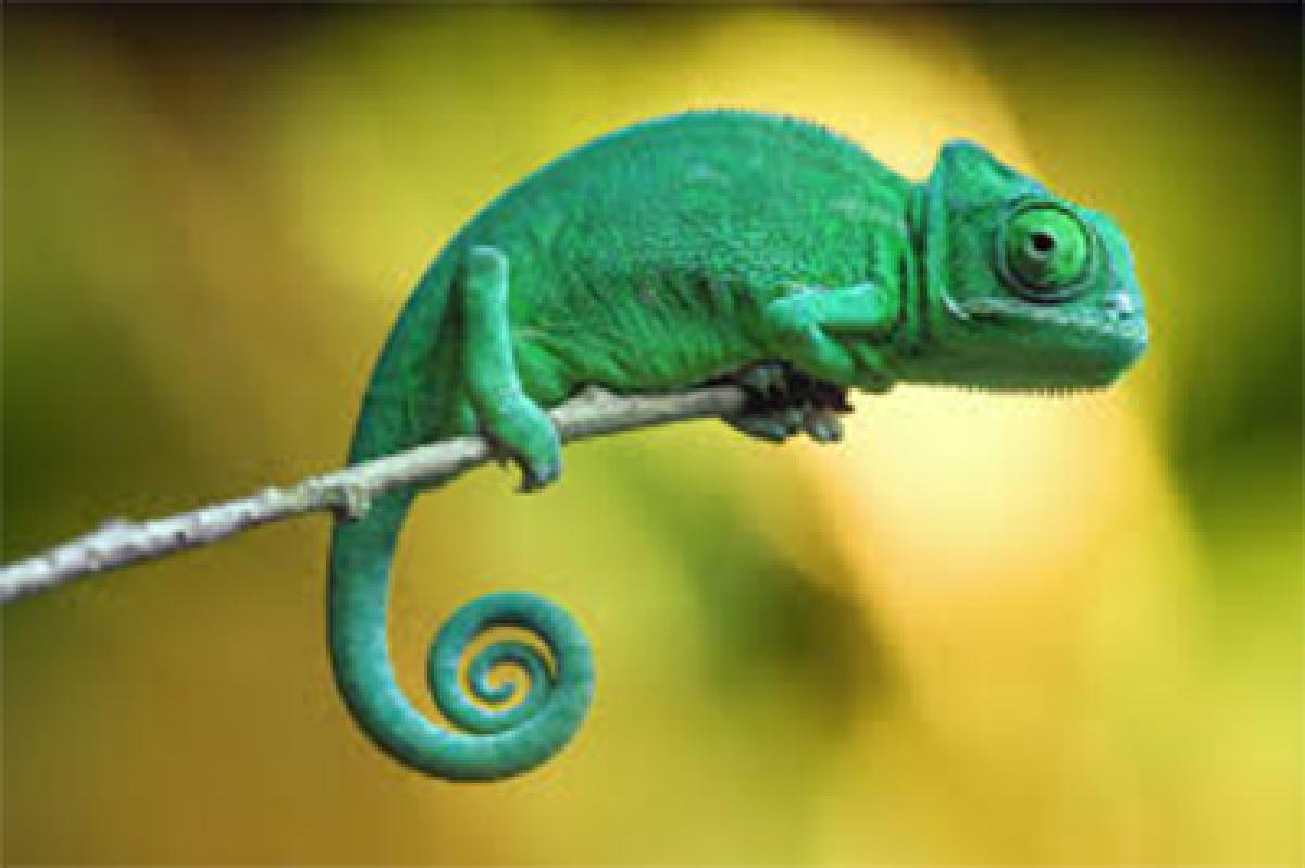 Identify your leader from Chameleon and head lice – a HR insight