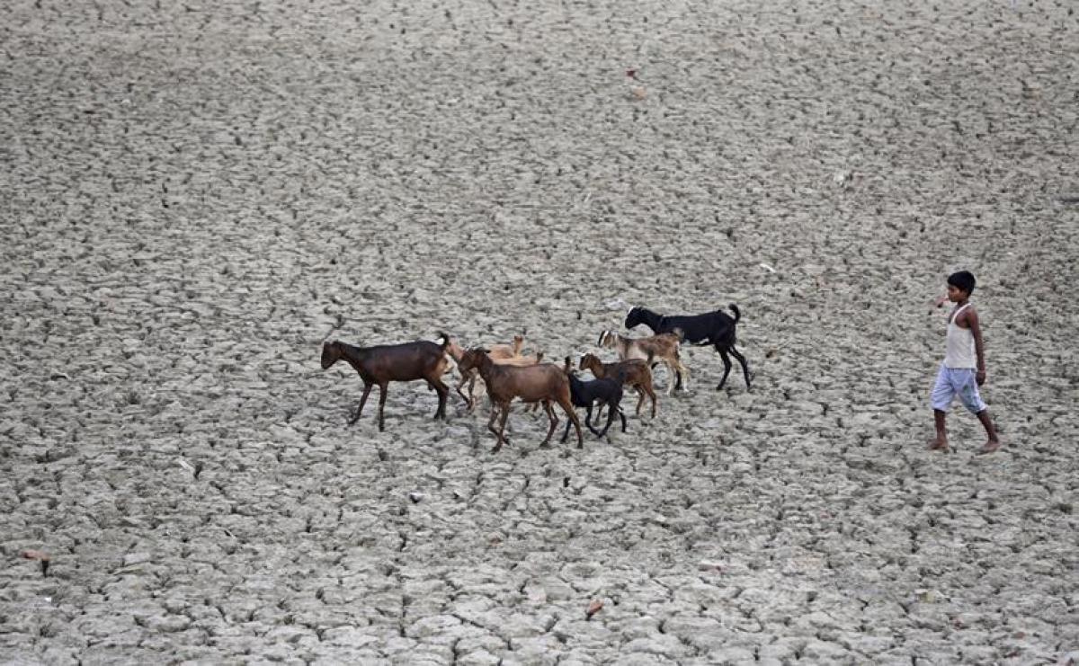 Severe drought on Indian side driving away animals to Nepal