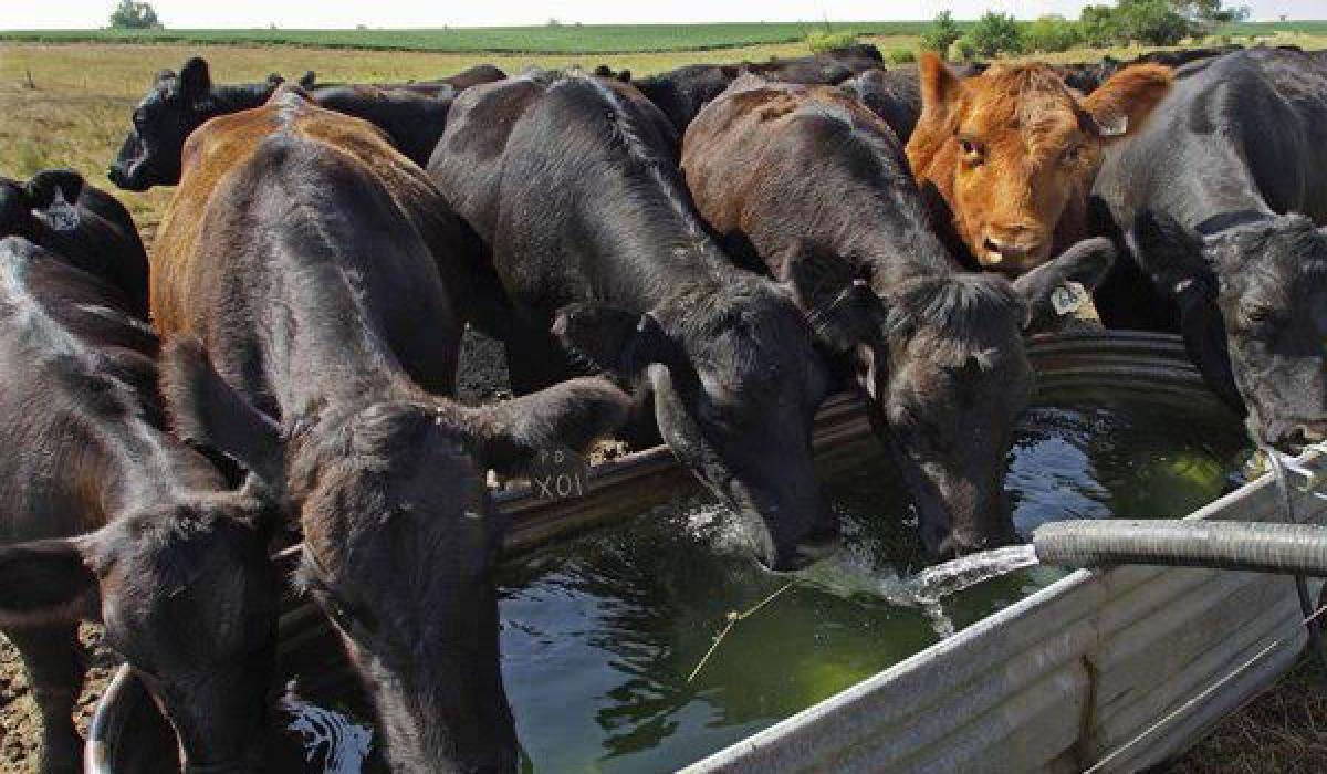 Steps underway to quench thirst of livestock
