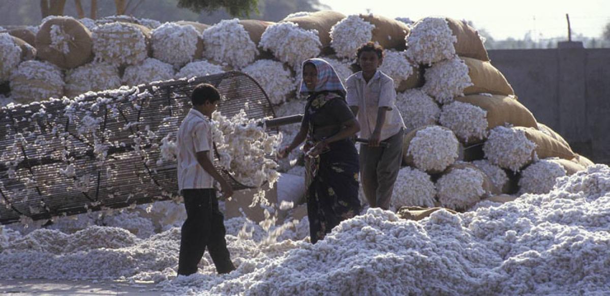 Cotton farmers at traders mercy