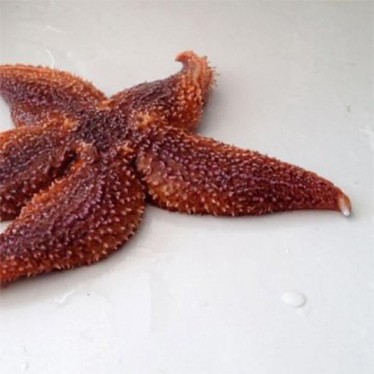 Starfish squeezes foreign bodies out through the skin