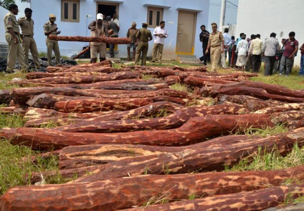 Over Rs 1 crore red sandalwood seized, two arrested in Chittoor
