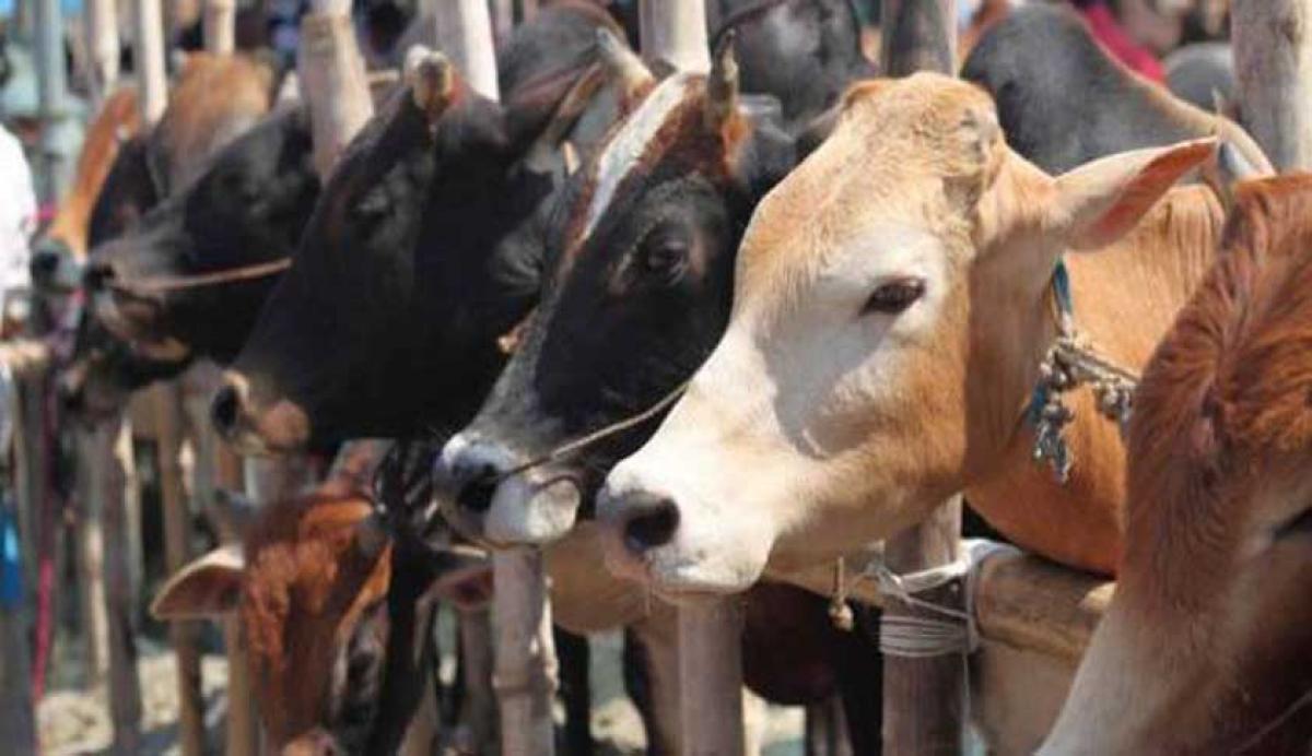 Kerala HC refuses to block new law on cattle trade