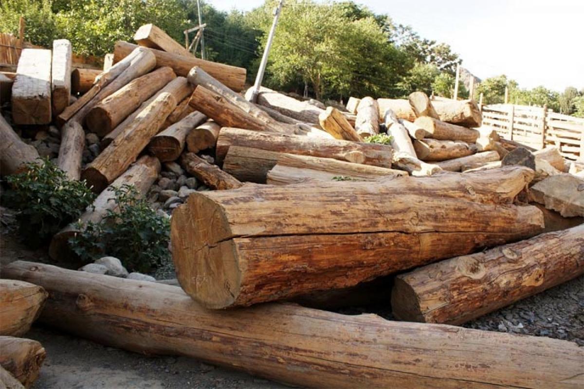 6 crore worth timber to go under the hammer