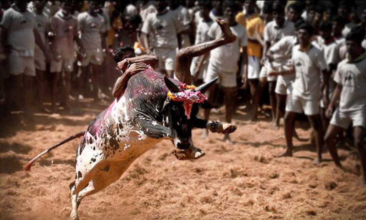 Tamil Nadu techies demand ban on Jallikattu