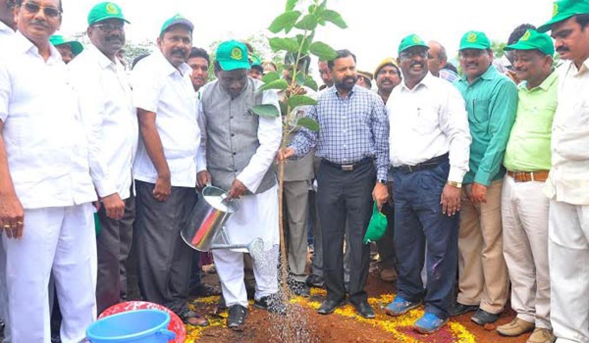 Ravela launches mass plantation drive