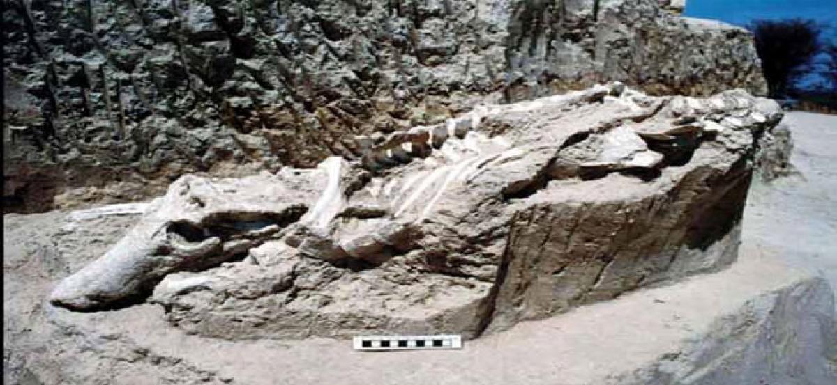 Complete crocodile fossil unearthed in China