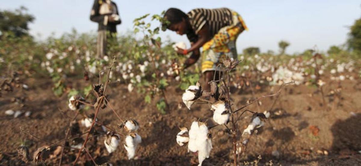 Acting early proves costly for cotton farmers