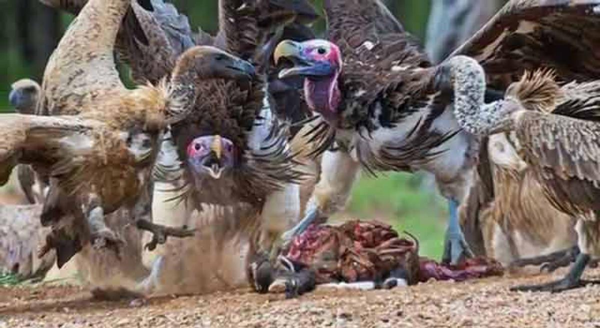 Poisoning greatest extinction risk facing vultures