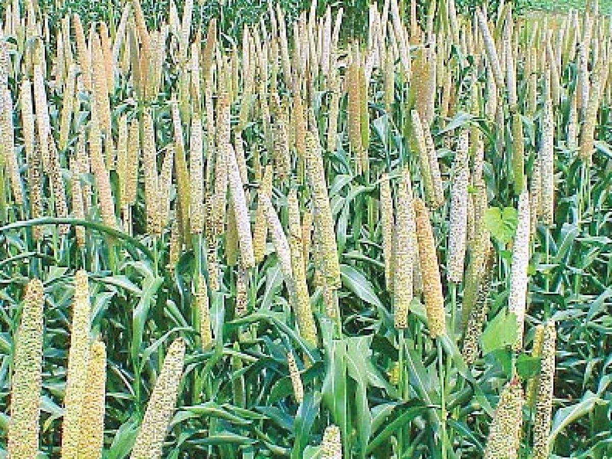 Millet cultivation revived in East Godavari