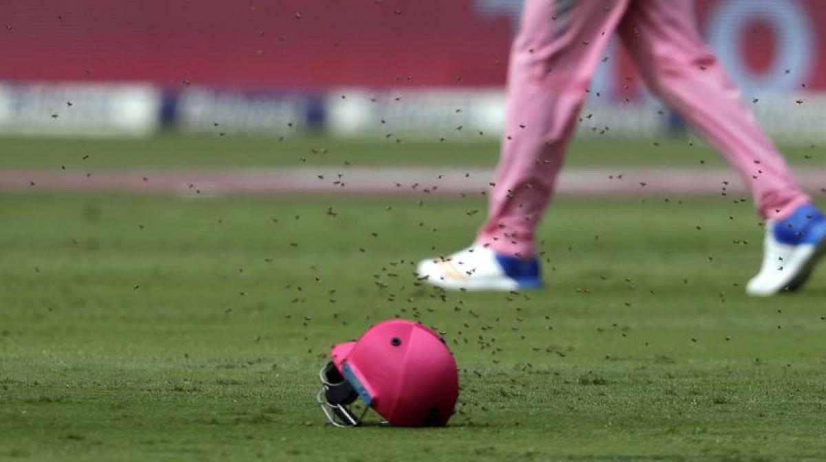 Bees halt play for an hour in South Africa - Sri Lanka ODI