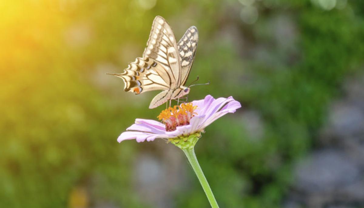 UKs favourite insect-Butterflies or ants?