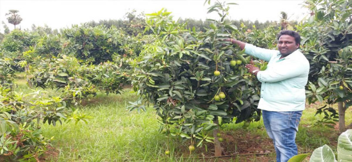 Ultrahigh density orchards to save mango farmers