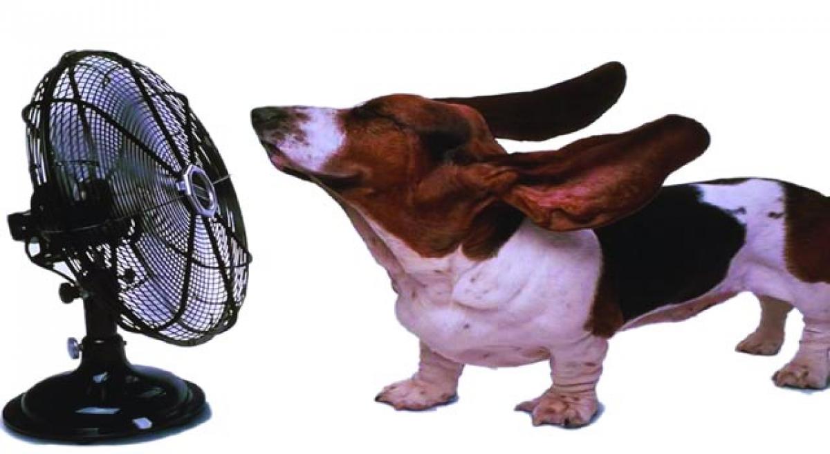 Keep your pet cool