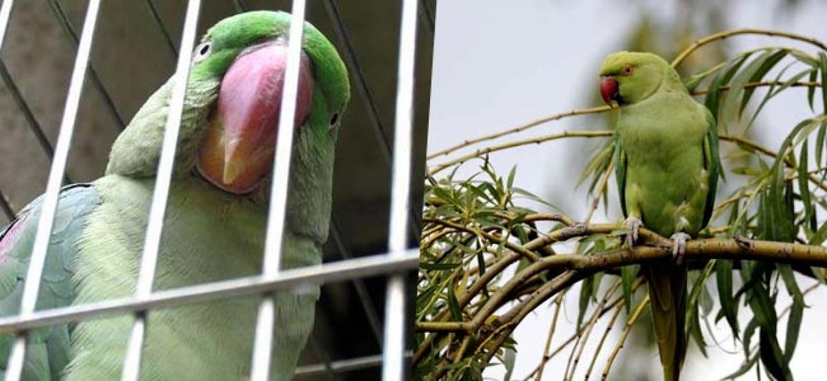 Want Rs 25,000? Find this Bihar womans missing parrot