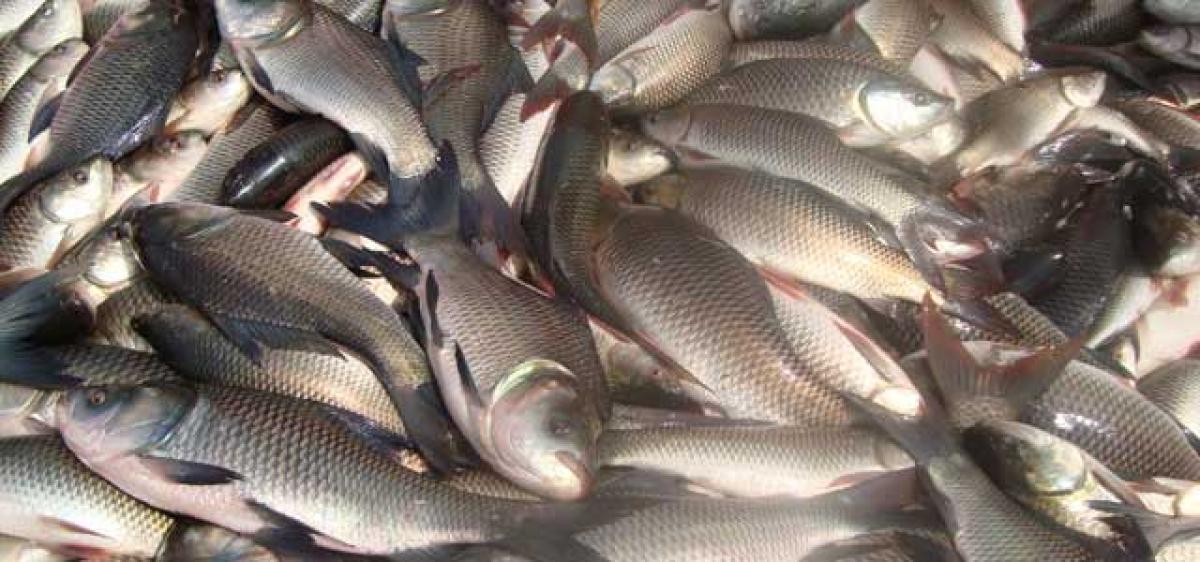 Fish production in Telangana may fall below expectations