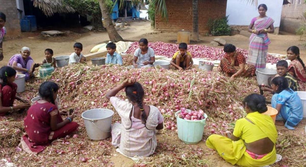 Farmers shunning onion to avoid tears