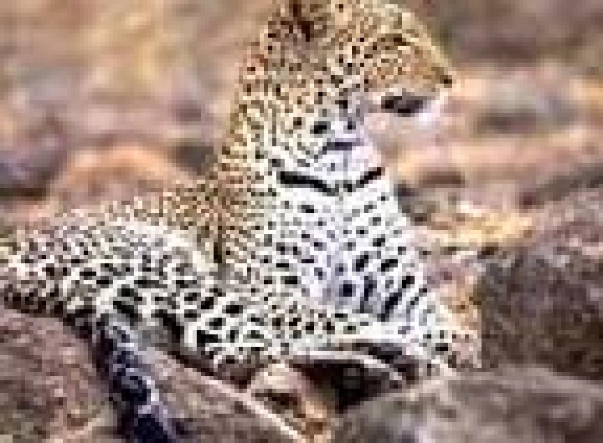 Leopard attacks man in India's West Bengal