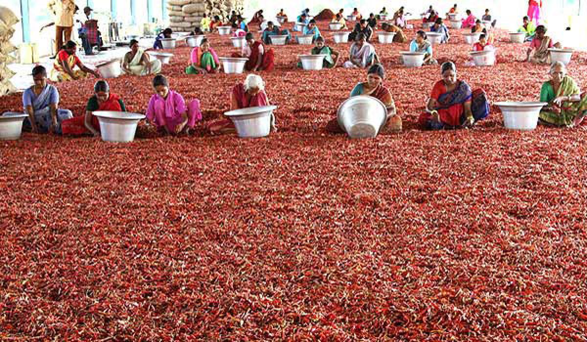 Mirchi farmers reel under severe losses