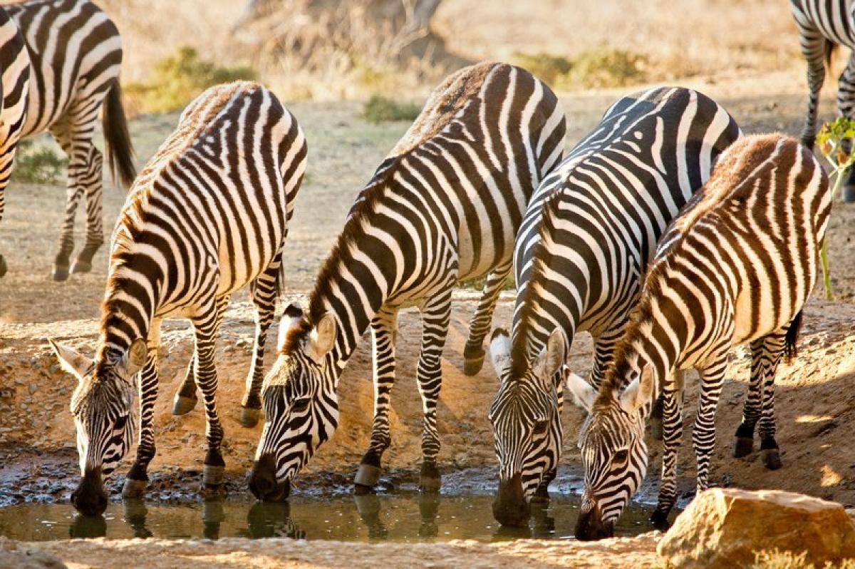 Zebras are dissimilarly similar – HR message