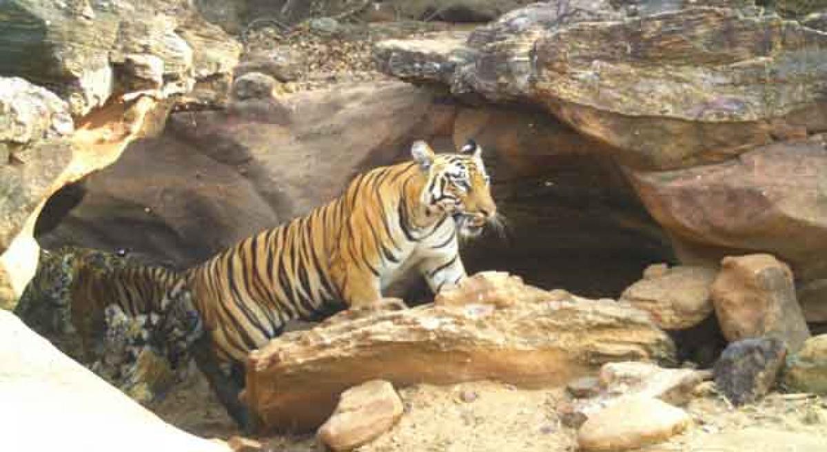 Adilabad set to be a habitat for big cats