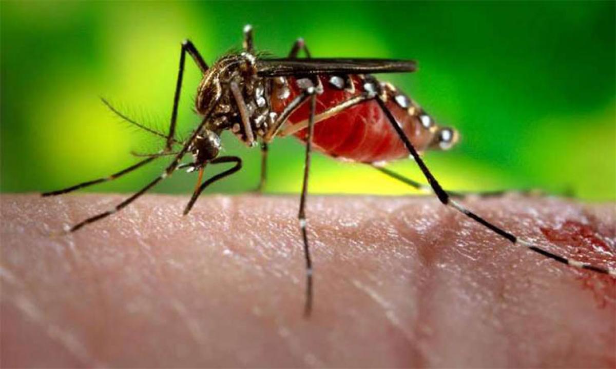 How mosquitoes sniff out tasty humans before biting