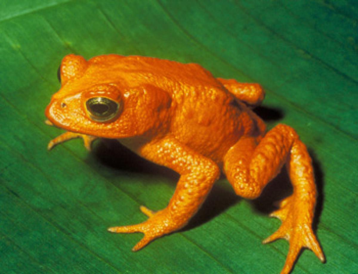 New golden frog species found