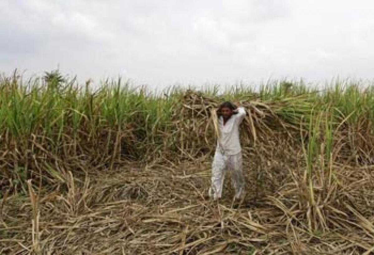 Sugarcane planting hit by water shortage