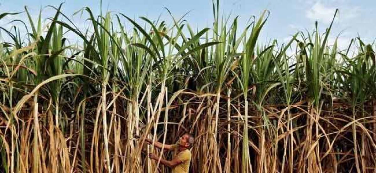 India trade body cuts sugar output estimate by 9 percent as drought hits