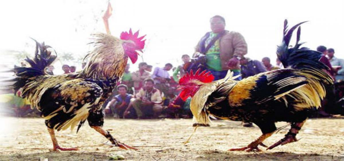 Punters gear up for cockfights