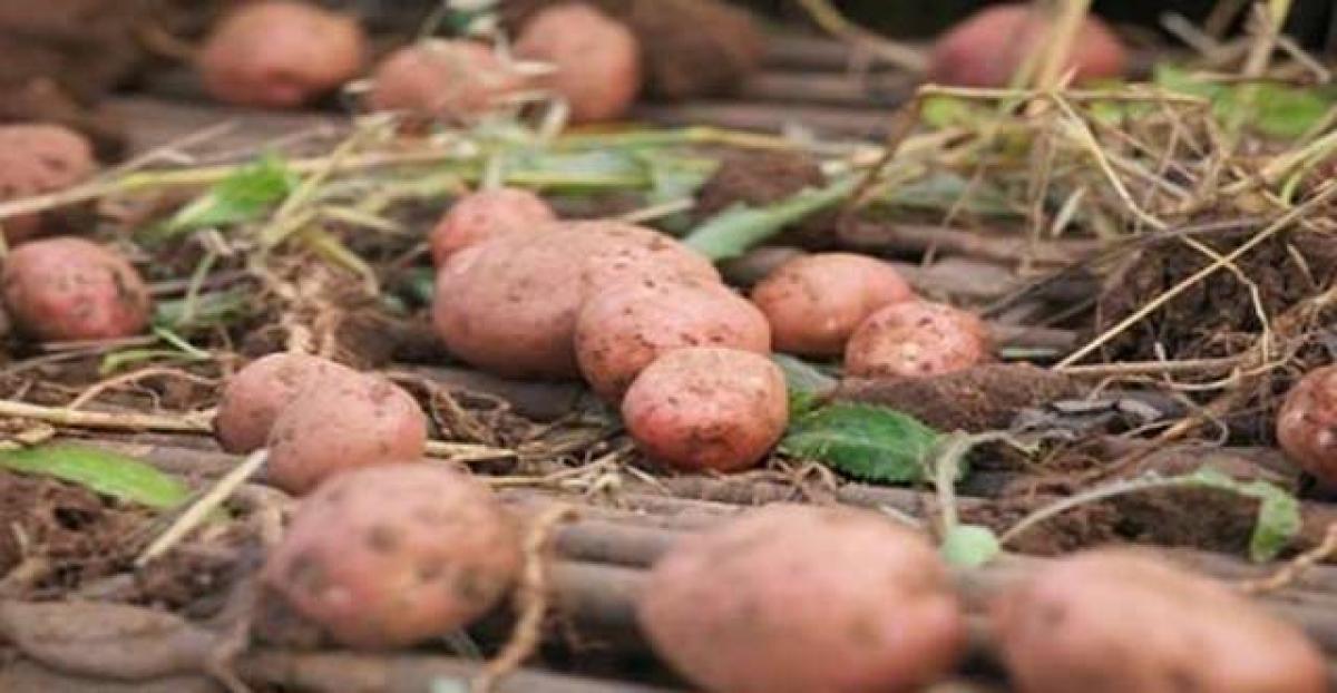 3,800-year-old underwater potato garden discovered in Canada