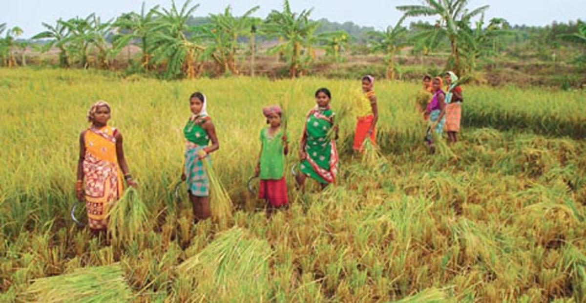 Changes in rice cultivation can curtail climate change