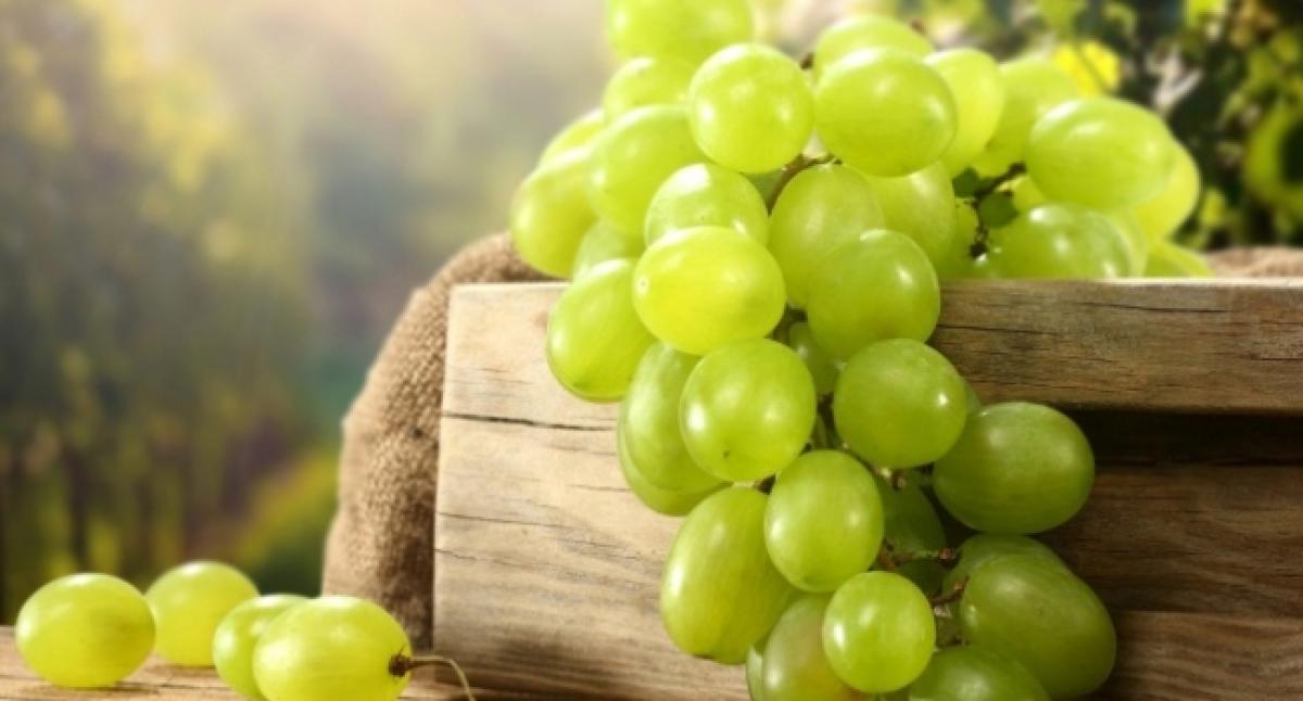 Grapes can help counter high fat diets