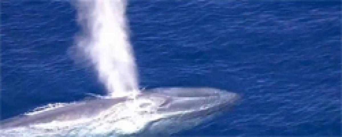 Blue whale entangled in fishing line believed near Mexico