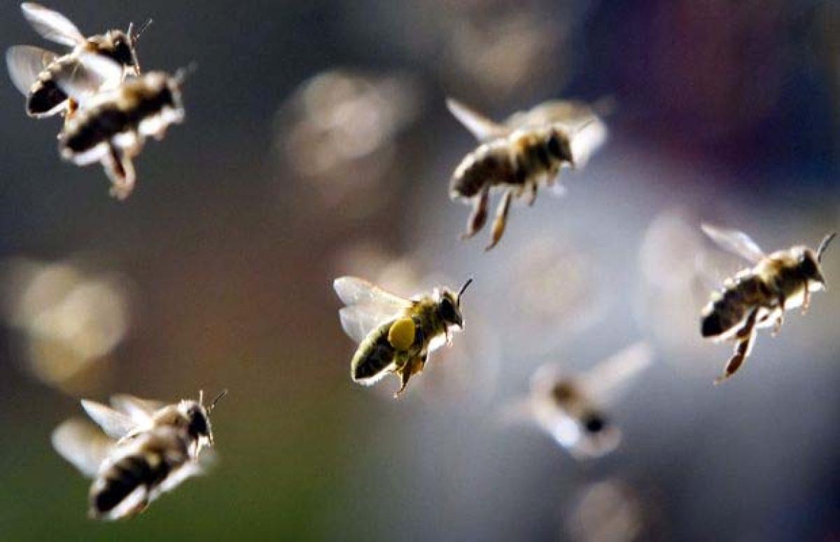 Man survives 500 to 1,000 stings by swarming Arizona bees