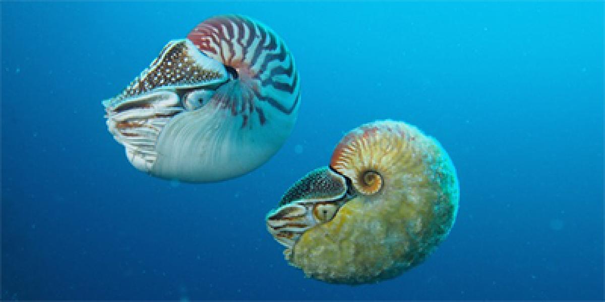 Rare nautilus spotted for first time in 30 years