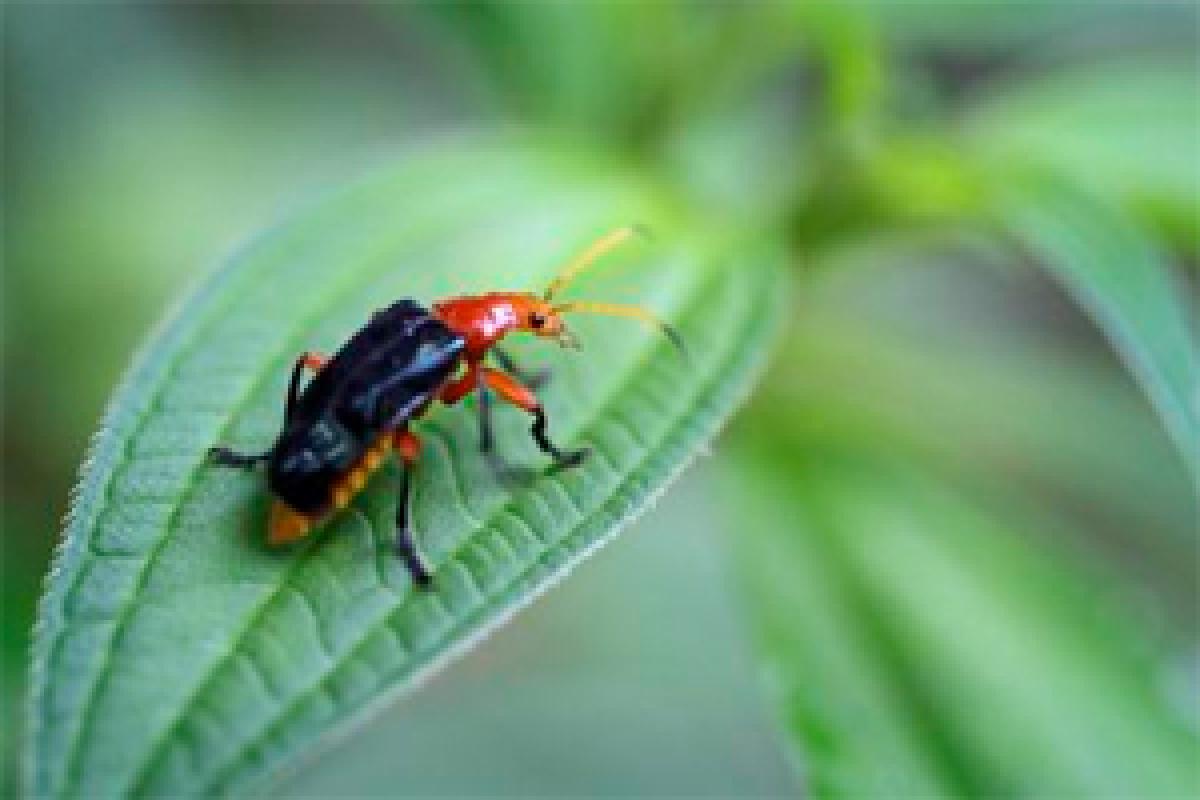 Birmingham hospital serves patients liquid poo to fight deadly bug