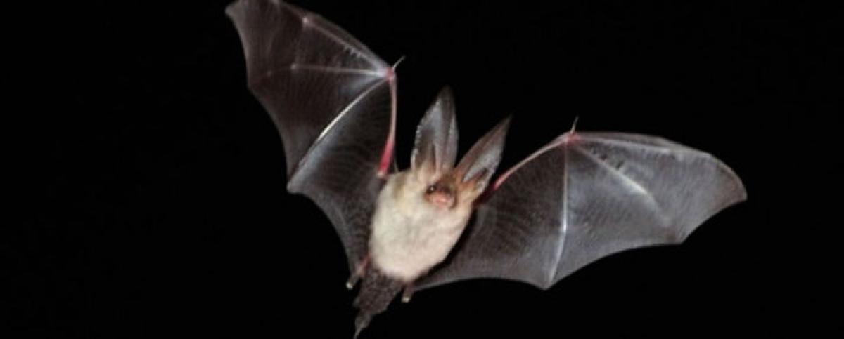 Be early than be late – Noctule Bats to corporate employees