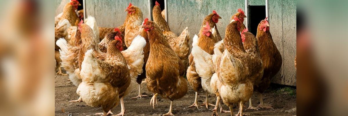 3,400 country fowl units to be grounded by March 2019