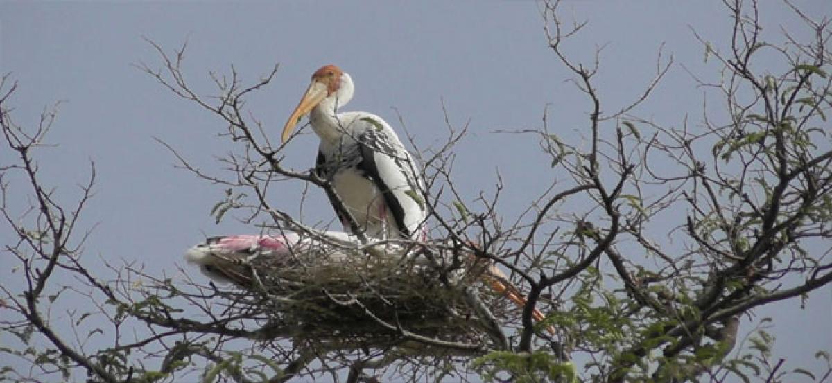 Pelicans enliven Gowthavaram again