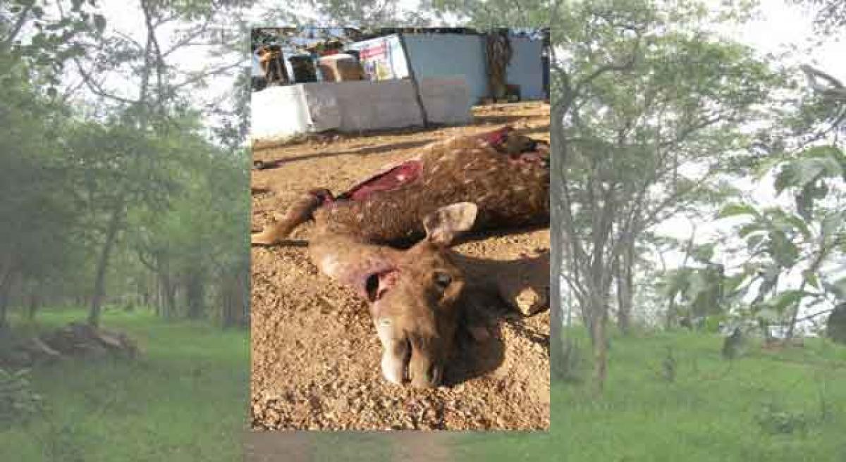 Animals fall prey to human cruelty